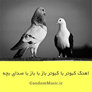 اهنگ کبوتر با کبوتر باز با باز با صدای بچه دانلود